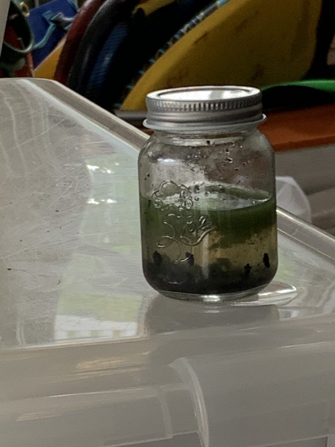 Sample of the waters of Greenwich, as collected and studied by Senior Jack Linardos under the supervision of local pediatrician Dr. Caroline Martinez.